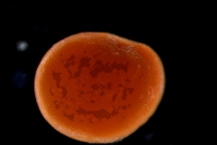 Cuscuta jepsonii - seed