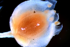 Cuscuta jepsonii - flower