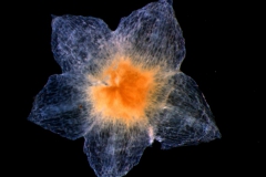 Cuscuta jepsonii - calyx, dissected