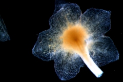 Cuscuta jepsonii - calyx, dissected