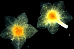 Cuscuta jepsonii - calyx, dissected