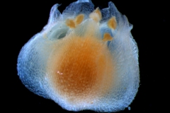 Cuscuta jepsonii - corolla, 3D