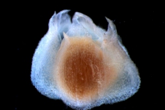 Cuscuta jepsonii - corolla, 3D