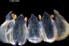 Cuscuta jepsonii - corolla, disscted