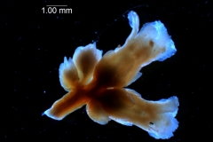 Cuscuta lehmanniana - inflorescence fragment