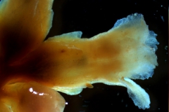 Cuscuta lehmanniana - inflorescence fragment