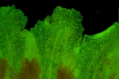 Cuscuta lehmanniana - corolla lobes