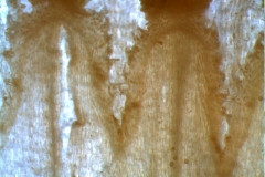 Cuscuta lehmanniana - infrastaminal scales