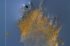 Cuscuta lehmanniana - infrastaminal scales detail