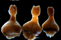 Cuscuta lehmanniana - gynoecium variation