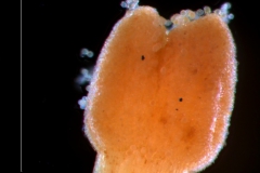 Cuscuta lehmanniana - stigma