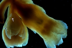 Cuscuta lehmanniana - flower