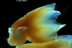 Cuscuta lehmanniana - calyx, 3D