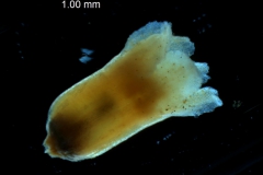 Cuscuta lehmanniana - corolla, 3D