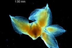 Cuscuta lehmanniana - calyx, dissected