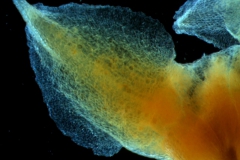 Cuscuta lehmanniana - calyx, dissected, detail