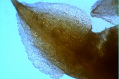 Cuscuta lehmanniana - calyx, dissected, detail