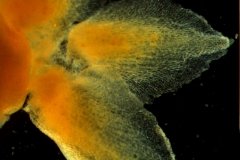 Cuscuta lehmanniana - calyx, dissected, detail