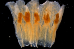 Cuscuta lehmanniana - corolla, dissected