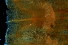 Cuscuta santapaui - infrastaminal scales