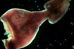 Cuscuta santapaui  - gynoecium