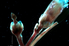 Cuscuta santapaui  - inflorescence fragment
