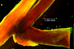 Cuscuta santapaui  - bract