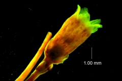 Cuscuta santapaui - flower