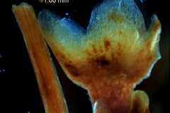 Cuscuta santapaui  - calyx, 3D