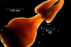 Cuscuta santapaui  - gynoecium