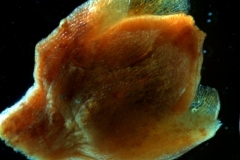 Cuscuta santapaui  - calyx, 3D