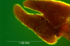 Cuscuta santapaui  - stigma