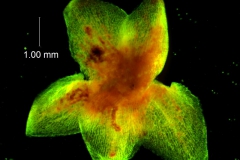 Cuscuta santapaui  - calyx, dissected