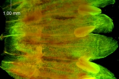 Cuscuta santapaui  - corolla, dissected