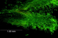 Cuscuta santapaui  - infrastaminal scales