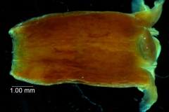 Cuscuta santapaui  - corolla, 3D