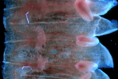 Cuscuta santapaui  - corolla, dissected