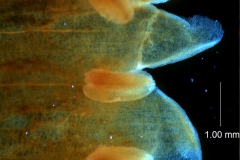 Cuscuta santapaui  - corolla lobes