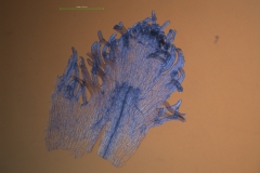 Cuscuta glabrior - infrastaminal scales