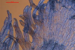 Cuscuta glabrior - infrastaminal scales detail