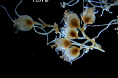 Cuscuta glabrior - inflorescence fragment