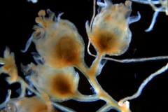 Cuscuta glabrior - inflorescence fragment