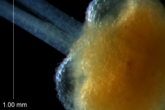 Cuscuta glabrior - gynoecium detail