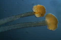 Cuscuta glabrior - styles & stigma