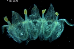 Cuscuta glabrior - corolla, dissected
