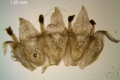Cuscuta glabrior - corolla, dissected