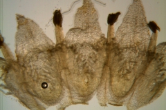 Cuscuta glabrior - corolla, dissected