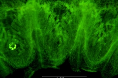 Cuscuta glabrior - infrastaminal scales