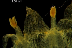 Cuscuta glabrior - corolla, dissected