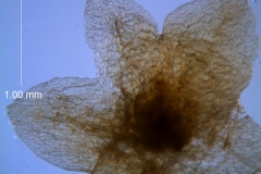 Cuscuta glabrior - calyx, detail